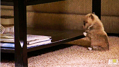 Puppy