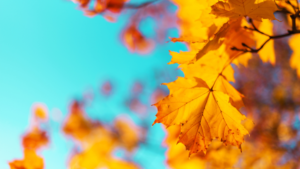 September marketing dates