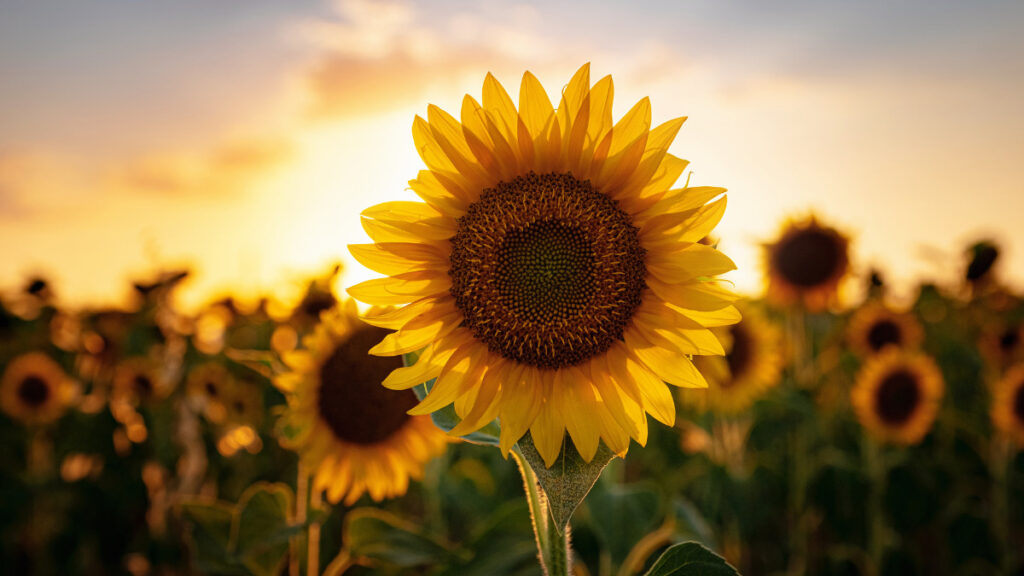 A sunflower at sunset
